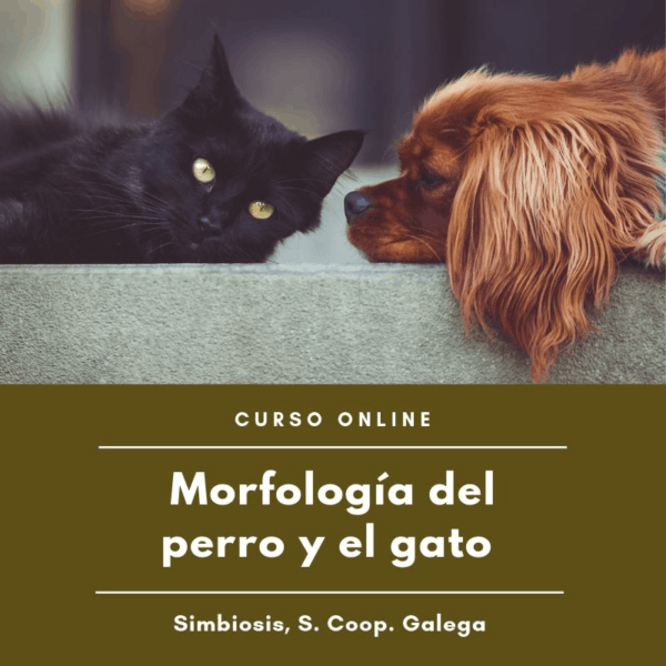 razas caninas y felinas. morfología de perros y gatos