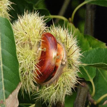 Frutos secos, ¿son todos alérgenos? - Cooperativa Simbiosis