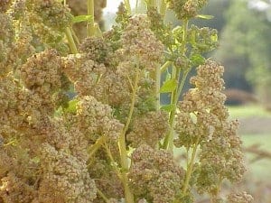 quinoa planta