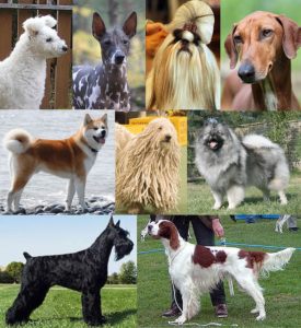 morfología del perro. razas