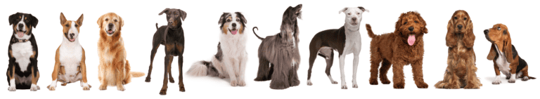 razas perros. morfología