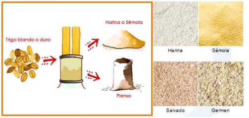 pic Imagenes Del Proceso Del Trigo las harinas