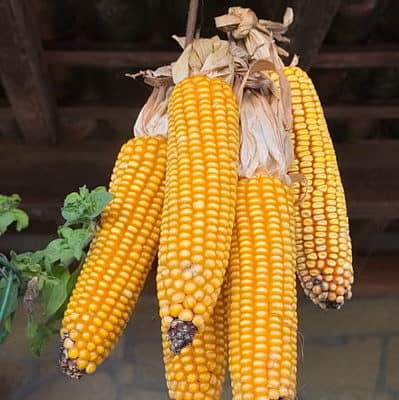 El maíz: por qué consumirlo y cómo podemos encontrarlo - Cooperativa  Simbiosis