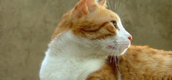 gato bicolor naranja ¿Por qué los gatos tricolores son siempre hembras?
