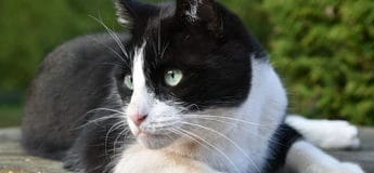 gato bicolor negro ¿Por qué los gatos tricolores son siempre hembras?
