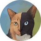 gato tricolor quimera
