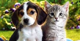razas de perros y gatos