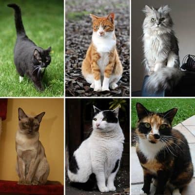 razas gatos