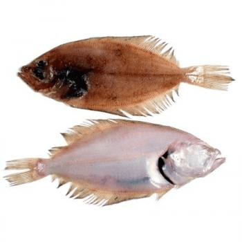 Pleuronectiformes Peces de izquierdas o de derechas. Pleuronectiformes