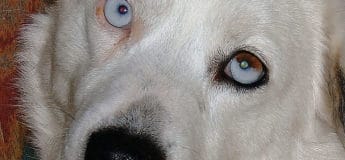 hererocromia parcial en perro