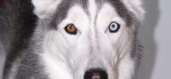 husky con heterocromia