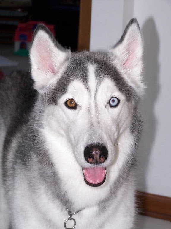 husky con heterocromia